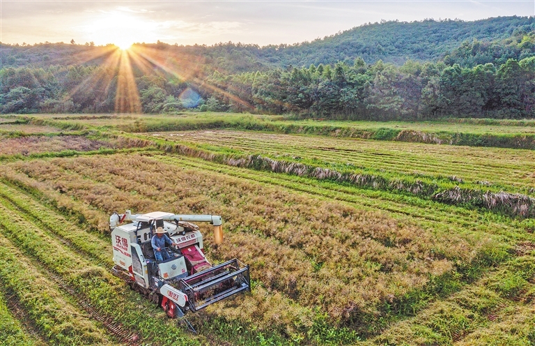 市九派城鄉(xiāng)集團(tuán)下屬九派農(nóng)墾公司2024年油菜籽銷售項目詢價公告